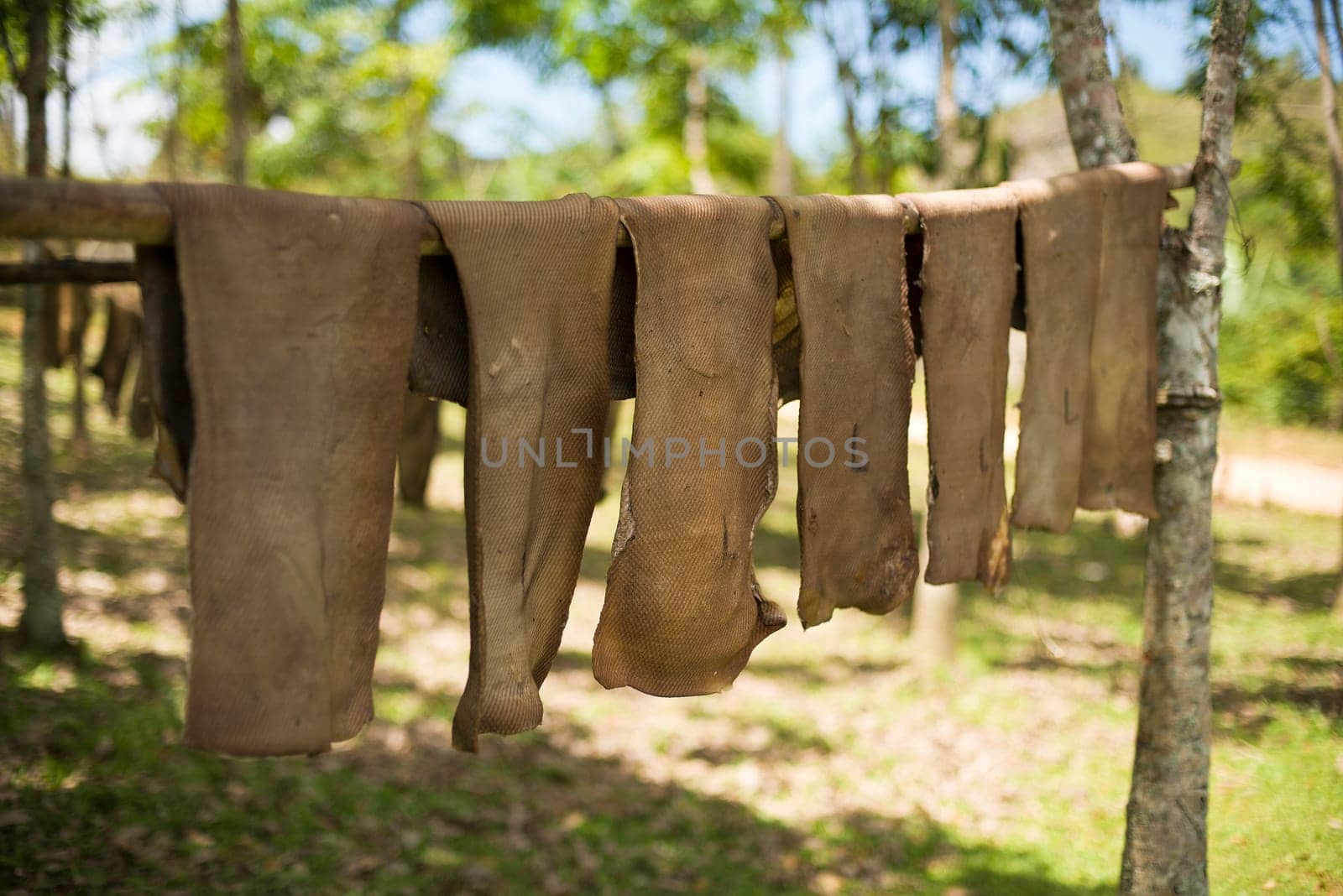 Rubber sheet drying outdoor in local rubber factory