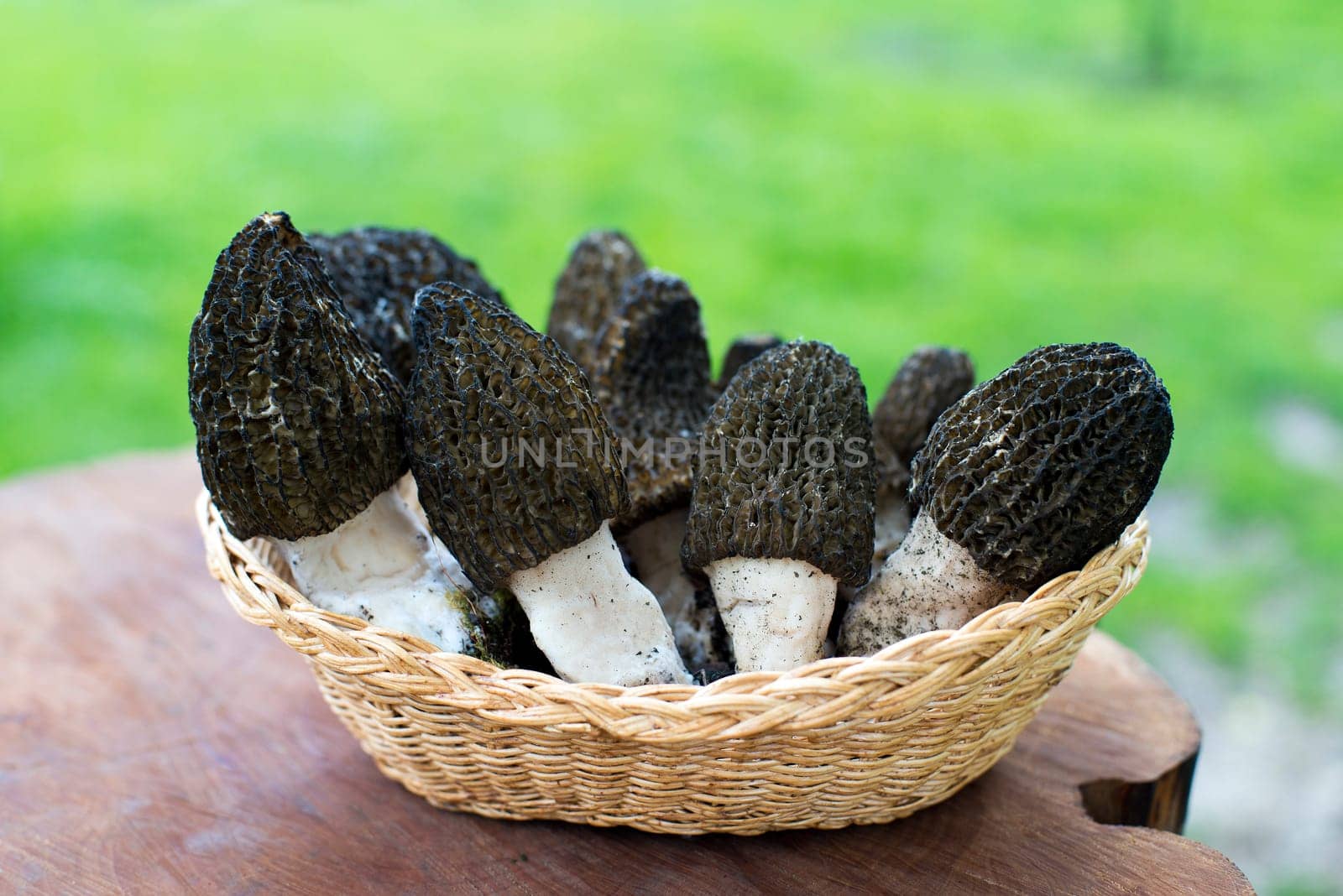 Black morel mushrooms in basket outdoor