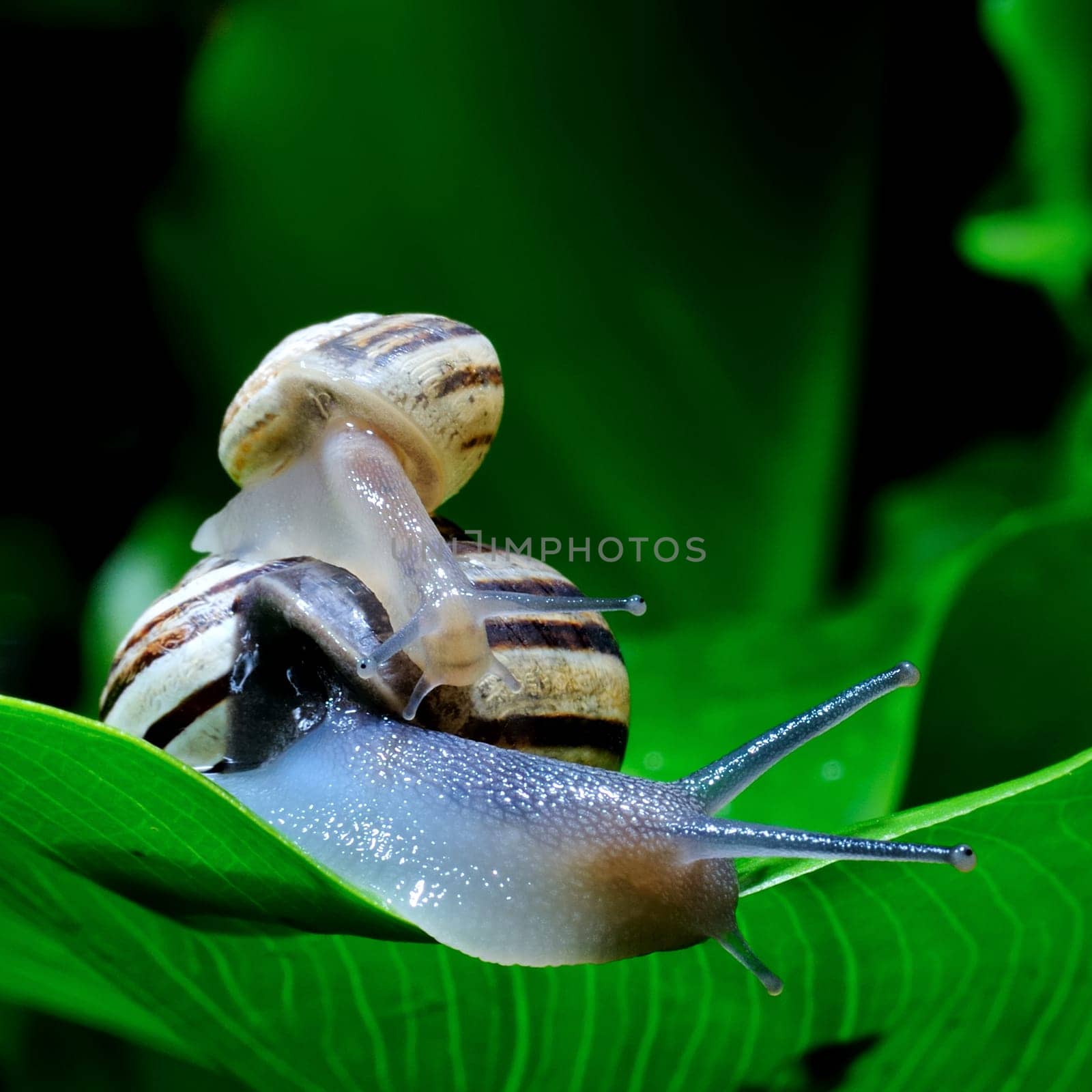 The snail belongs to invertebrates has outer shell that uses as a defense.