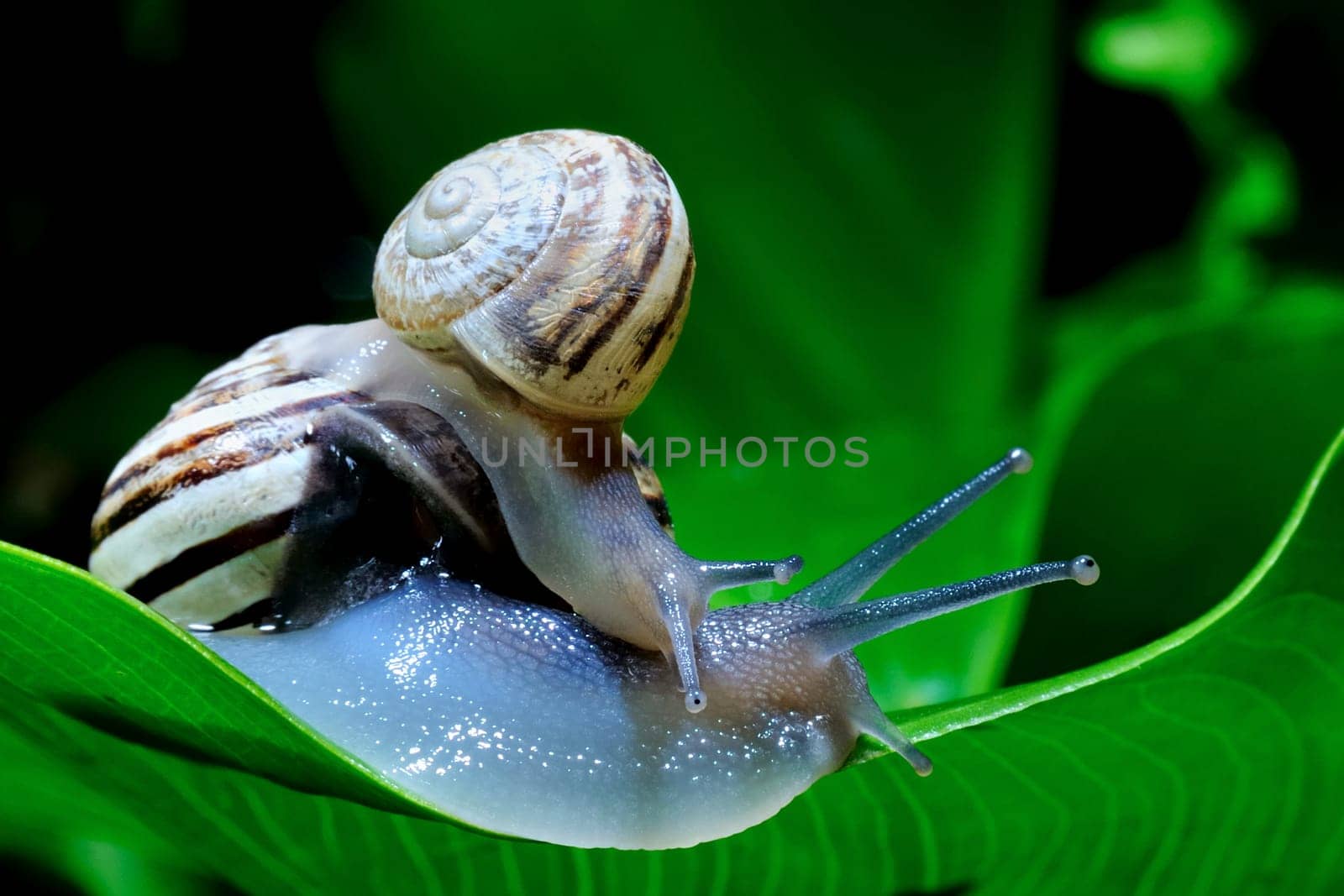 The snail belongs to invertebrates has outer shell that uses as a defense.