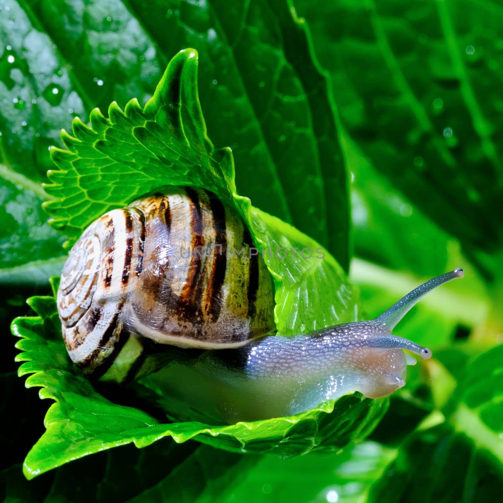 The snail belongs to invertebrates has outer shell that uses as a defense.
