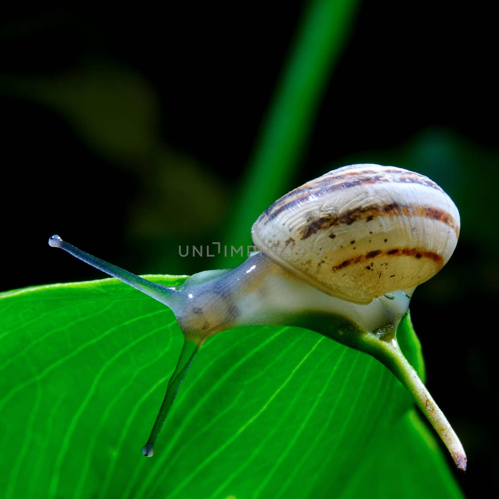 The snail belongs to invertebrates has outer shell that uses as a defense.