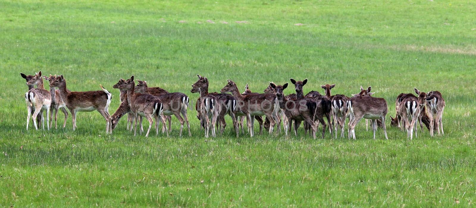 Pack of female deer