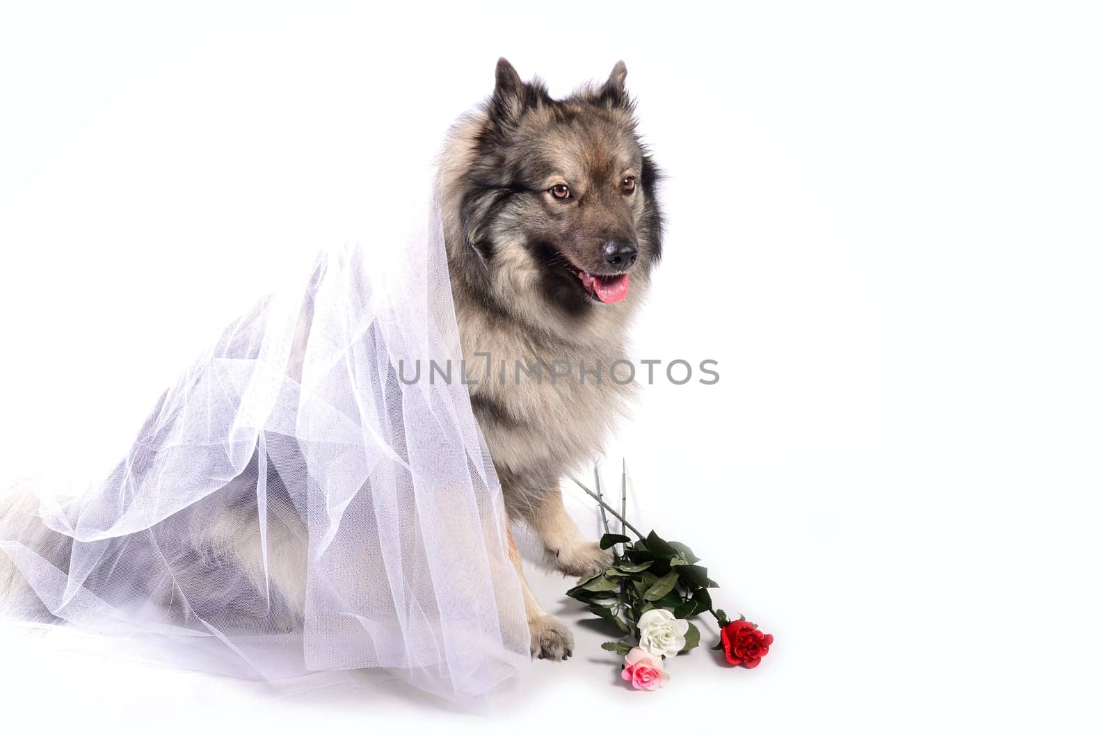 Dog Wedding Rose