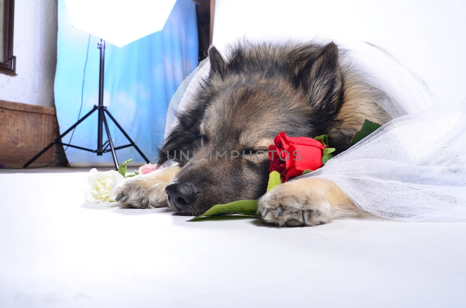 Dog Wedding Rose
