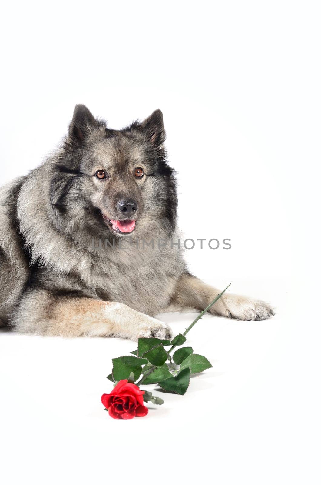 Dog Wedding Rose