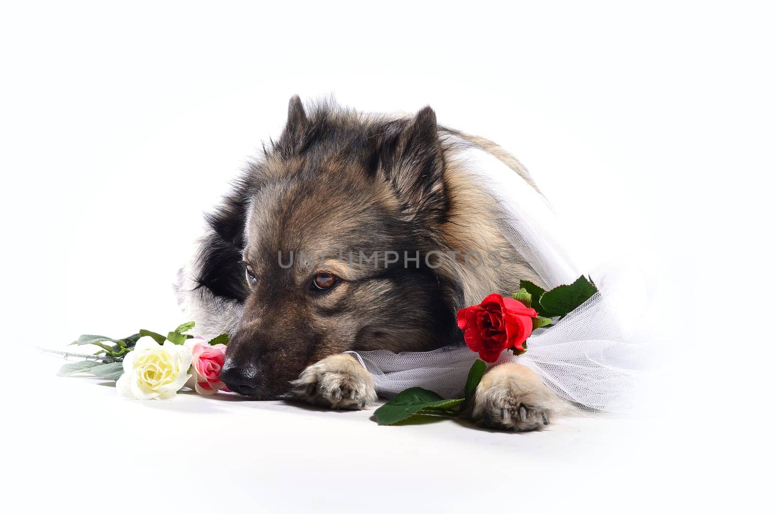 Dog Wedding Rose