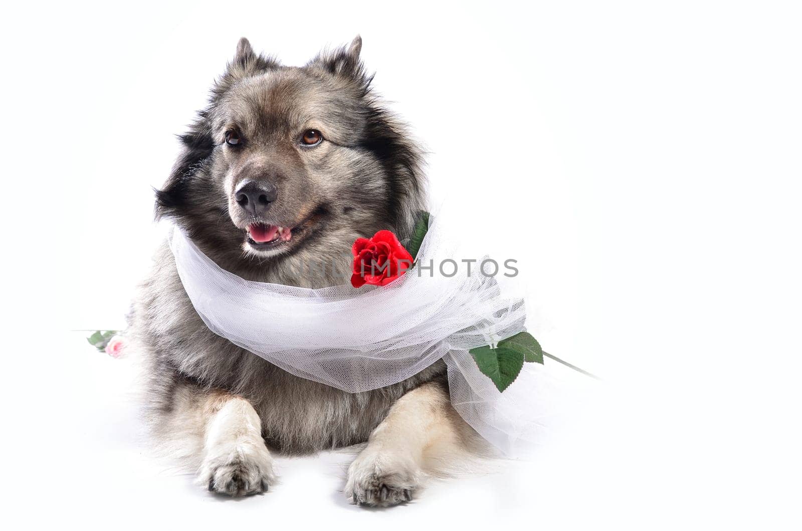 Dog Wedding Rose