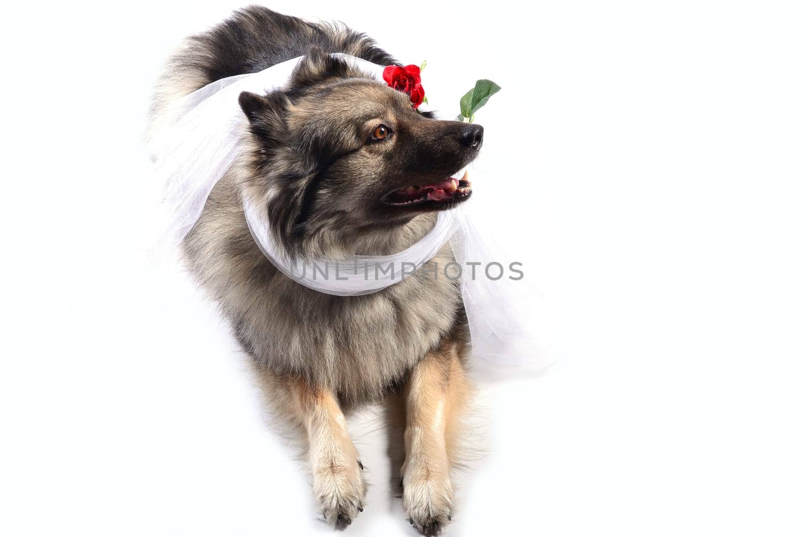 Dog Wedding Rose