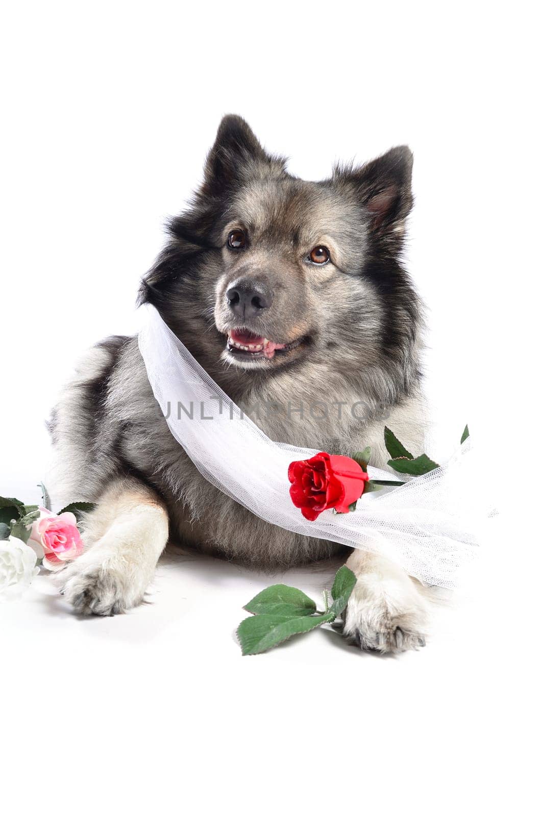 Dog Wedding Rose