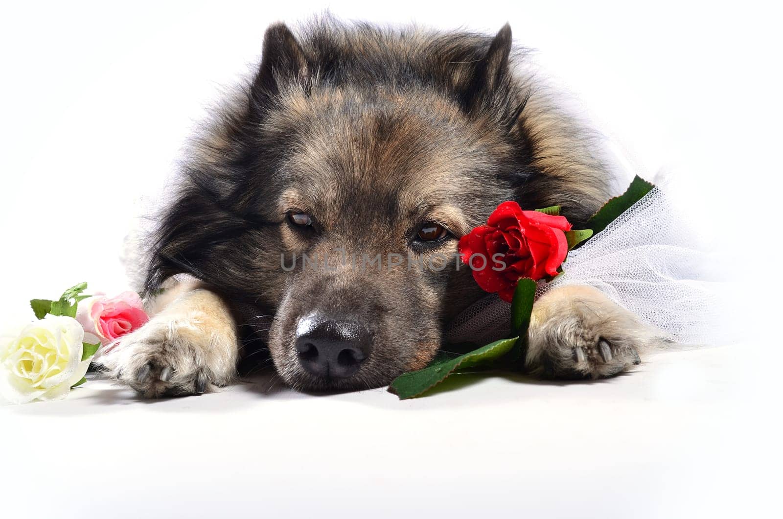 Dog Wedding Rose