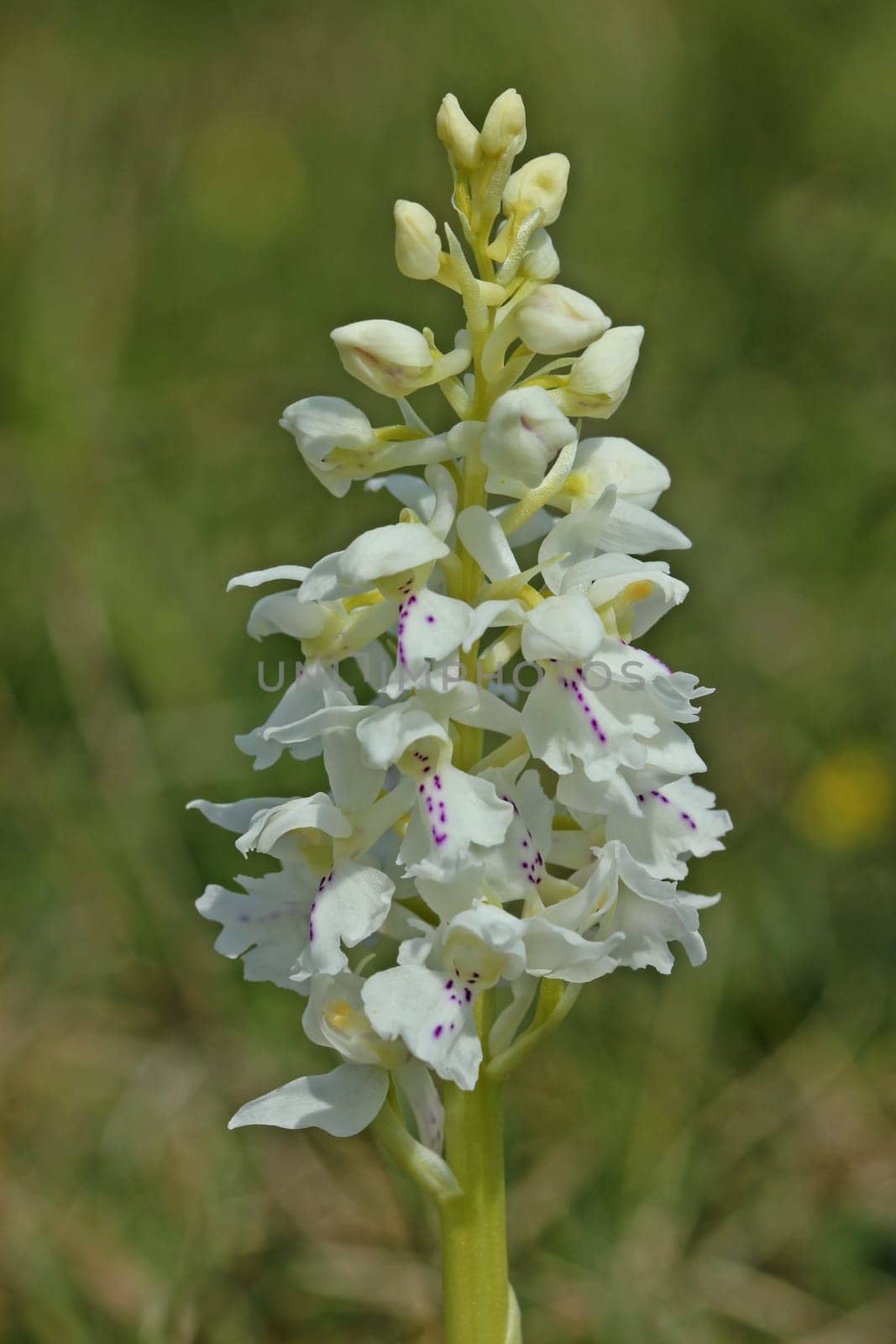 Albino-Boy's Weed (Orchis mascula) on the Dörnberg