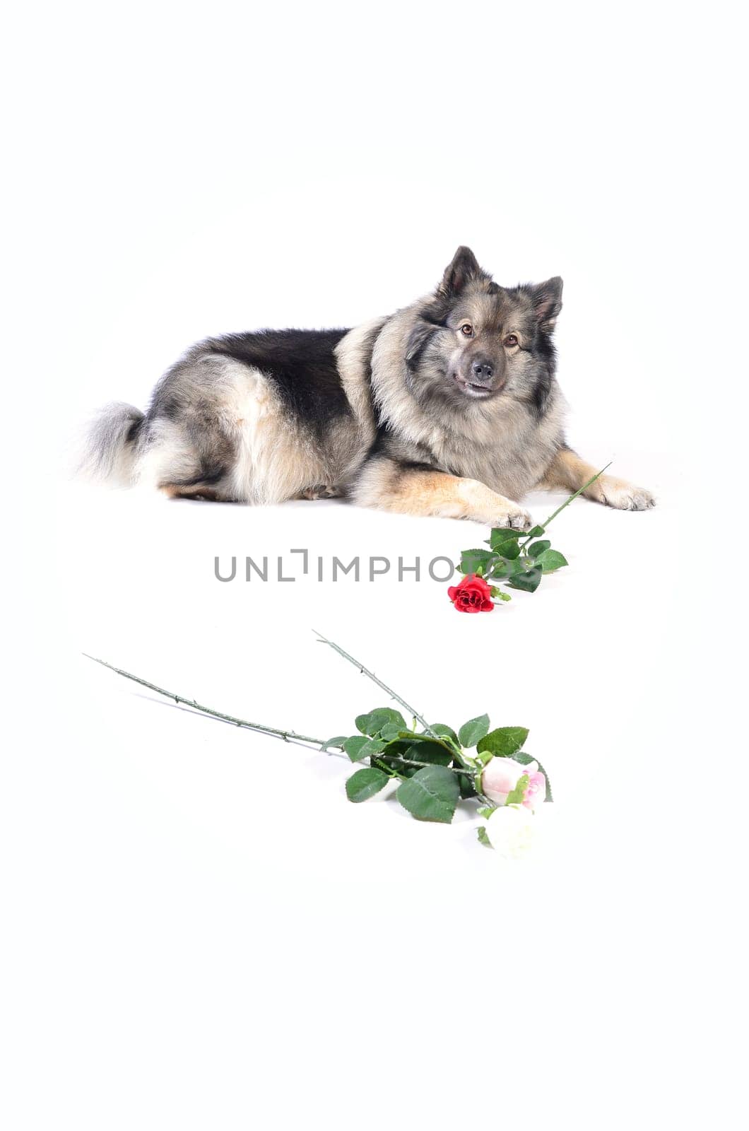 Dog Wedding Rose