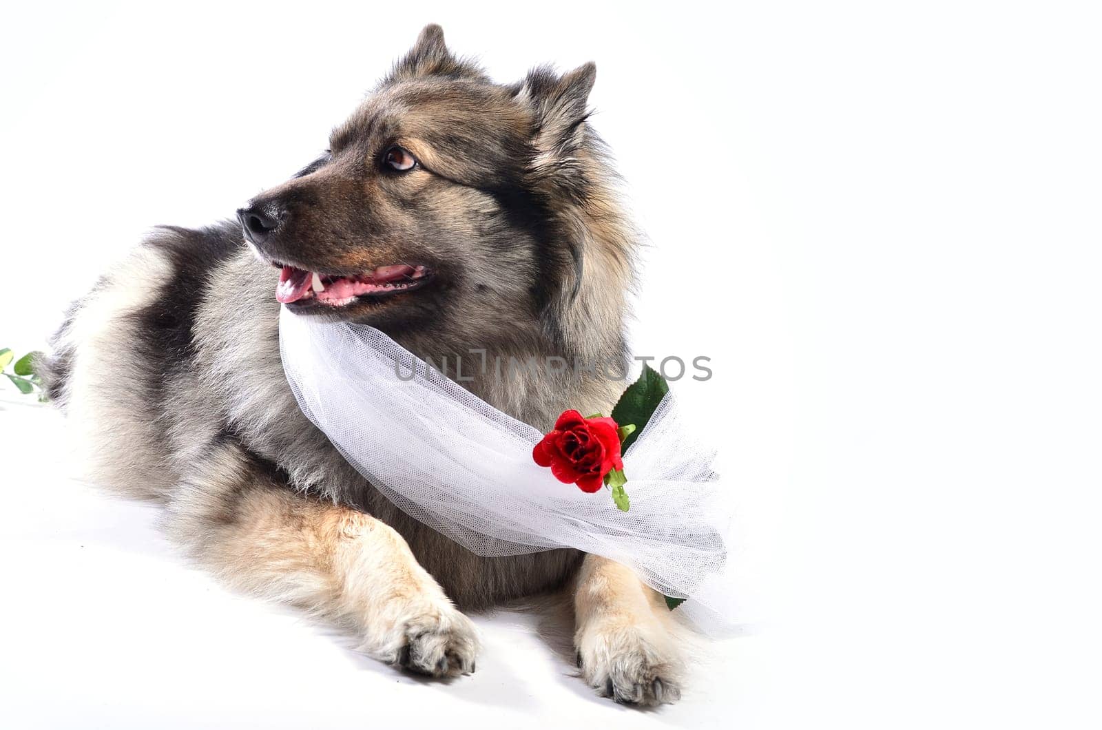 Dog Wedding Rose