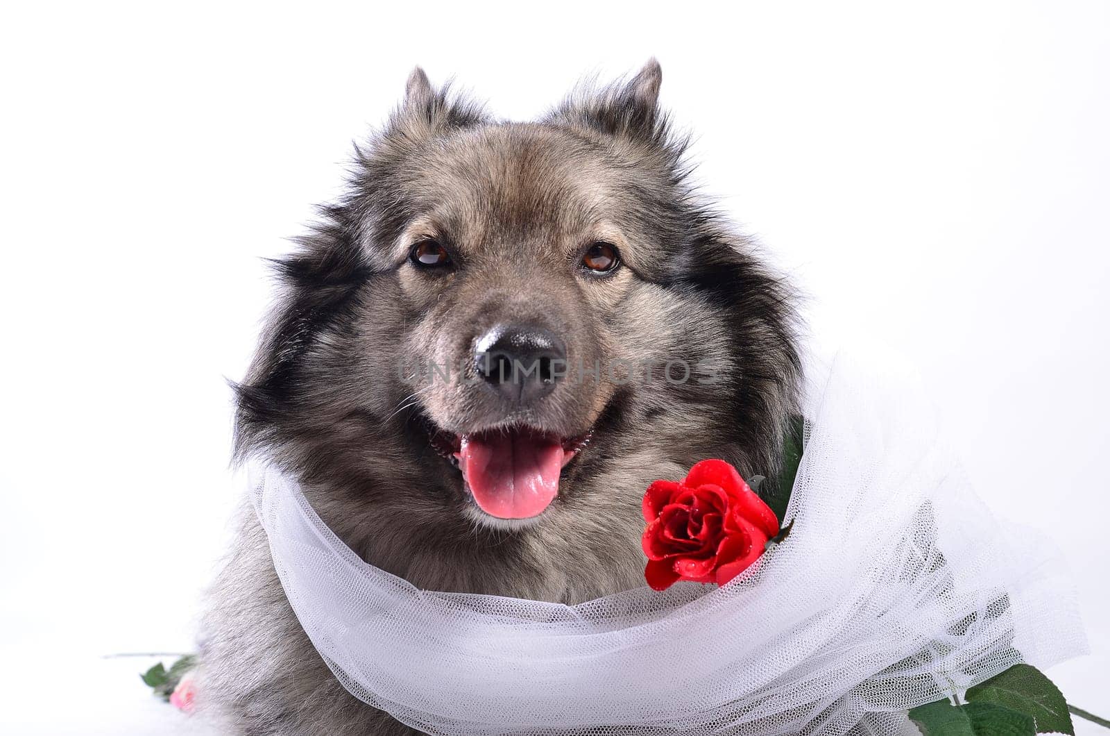 Dog Wedding Rose