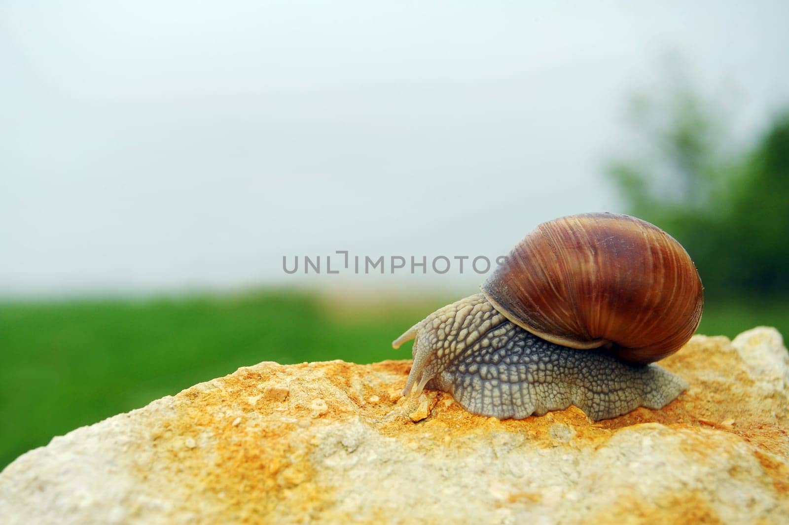 Snail