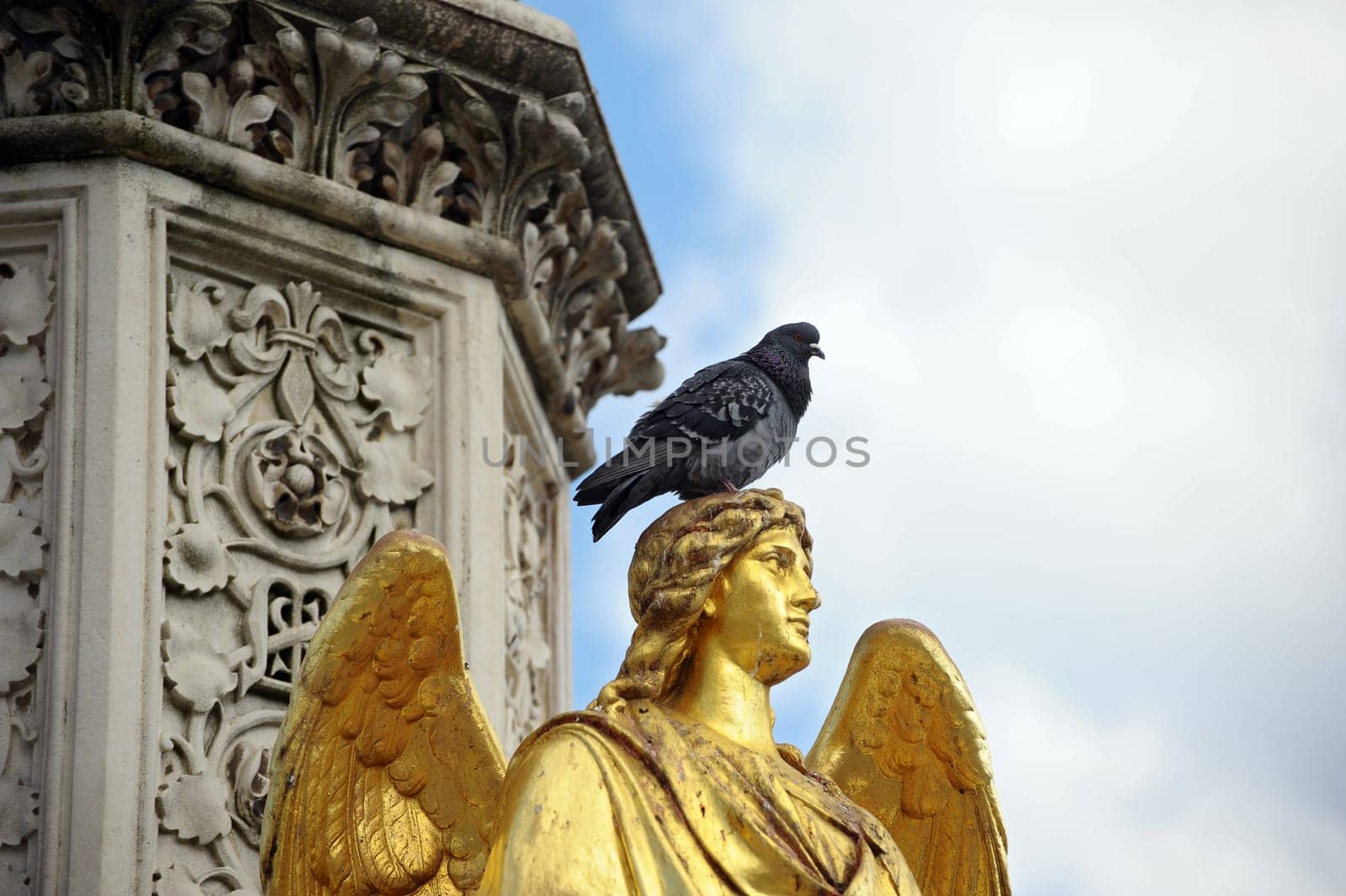 Pigeon on statue