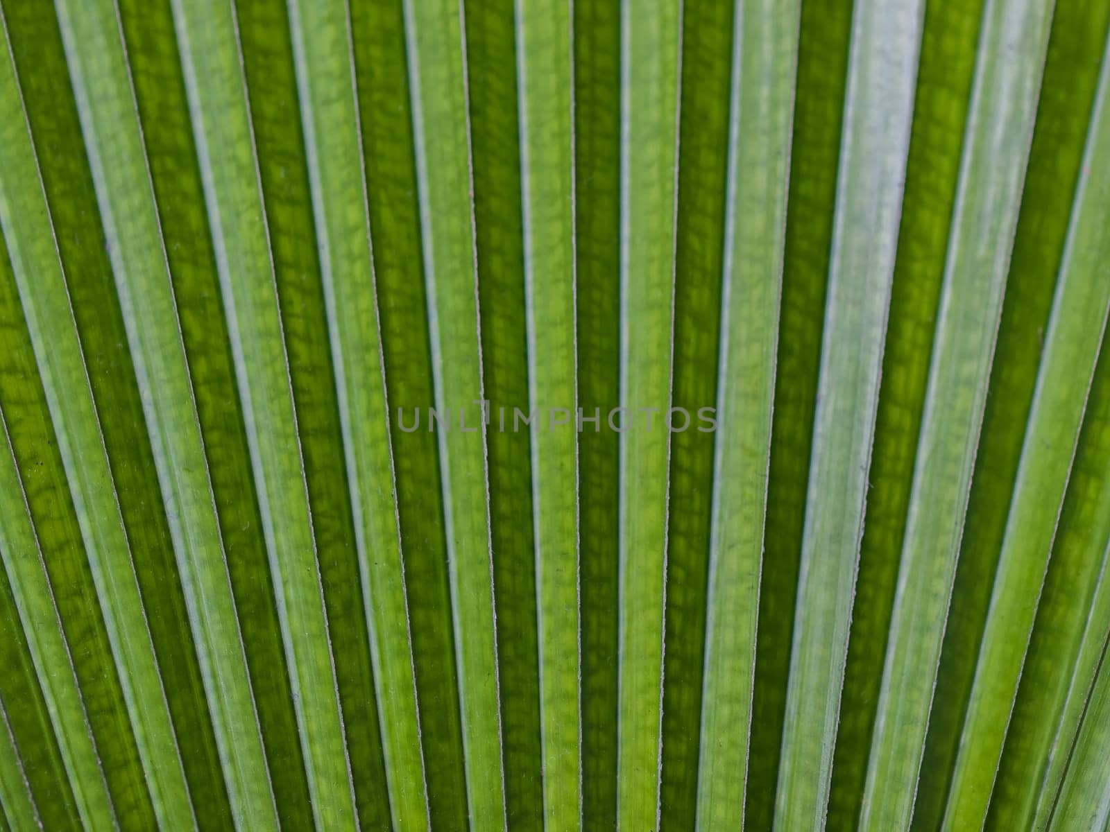 Close-up of a tropical green leaf in fan form