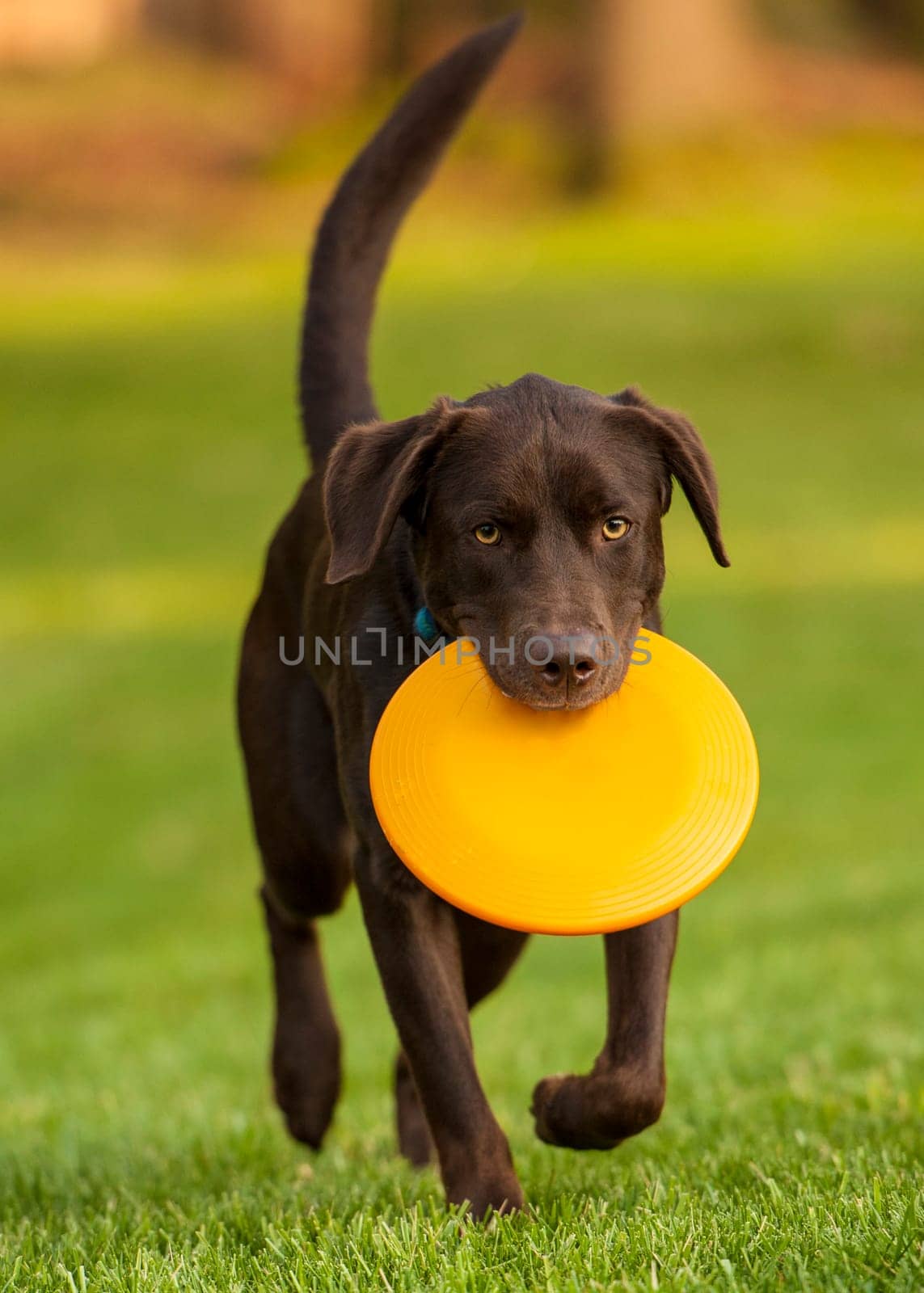 dog with frisbee