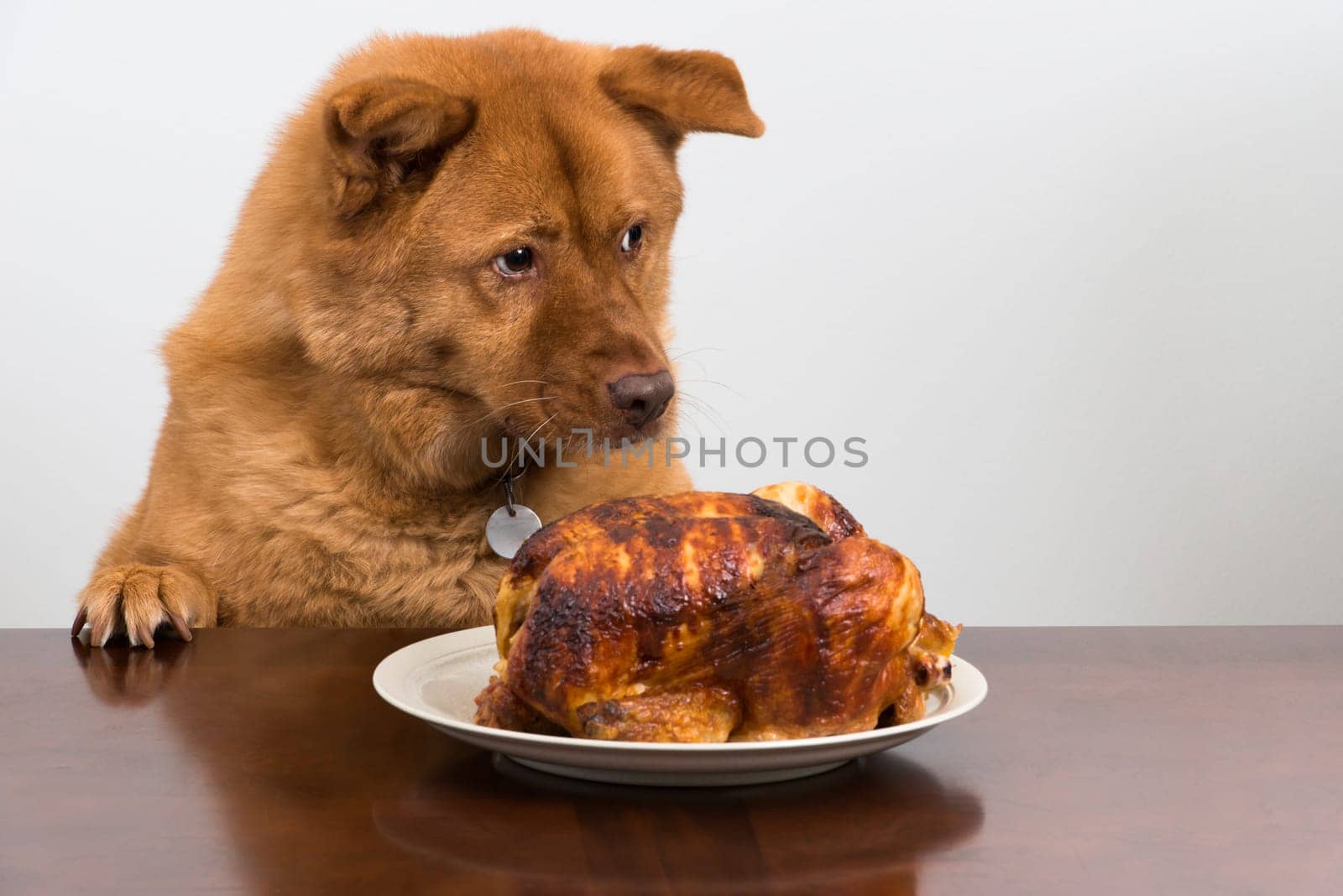 Dog in front of dish on table and looking around