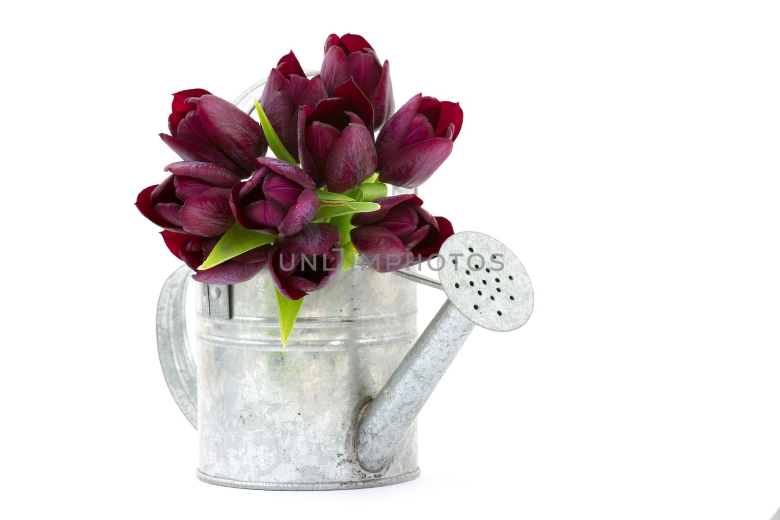purple tulips in watering-can