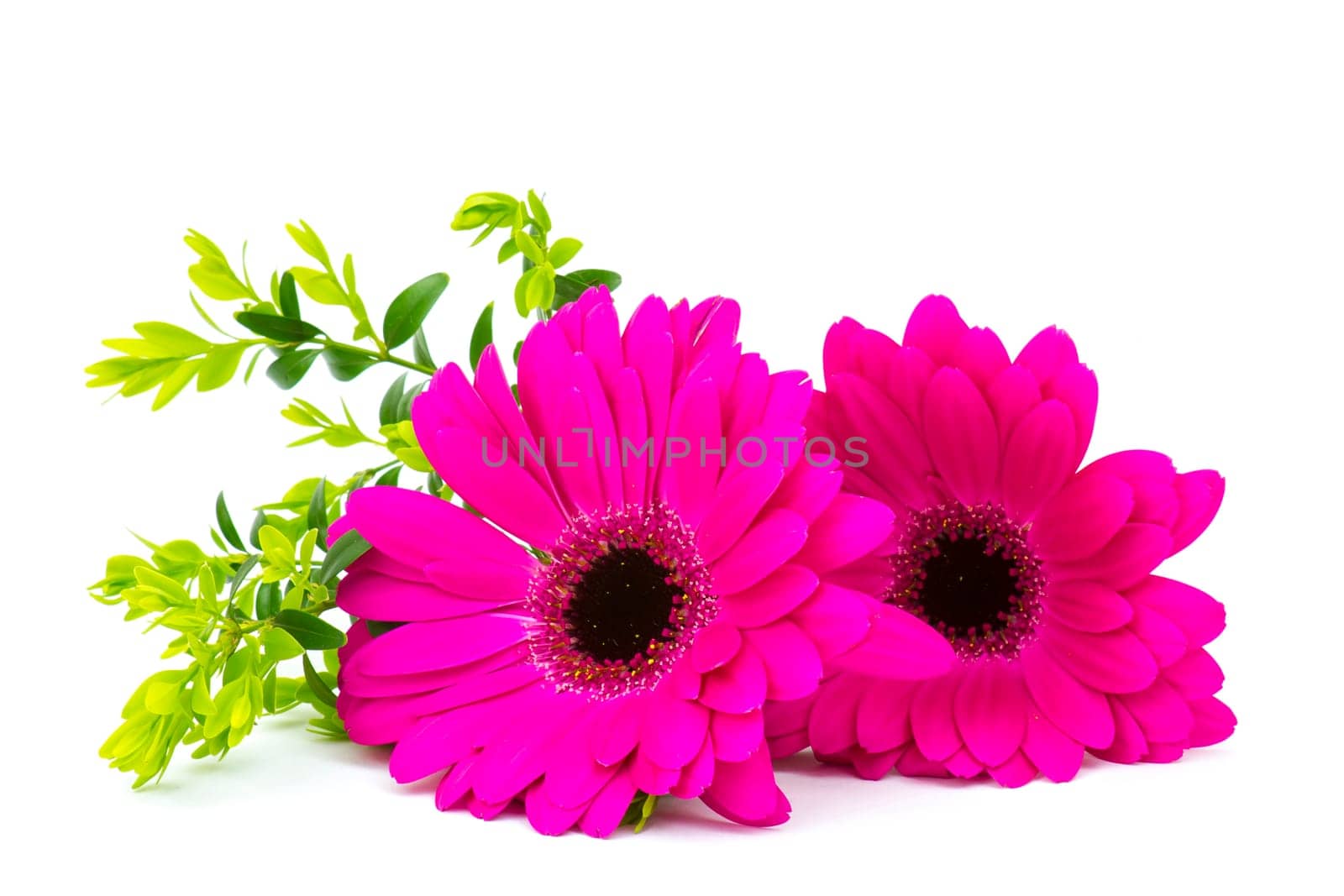 gerbera daisies