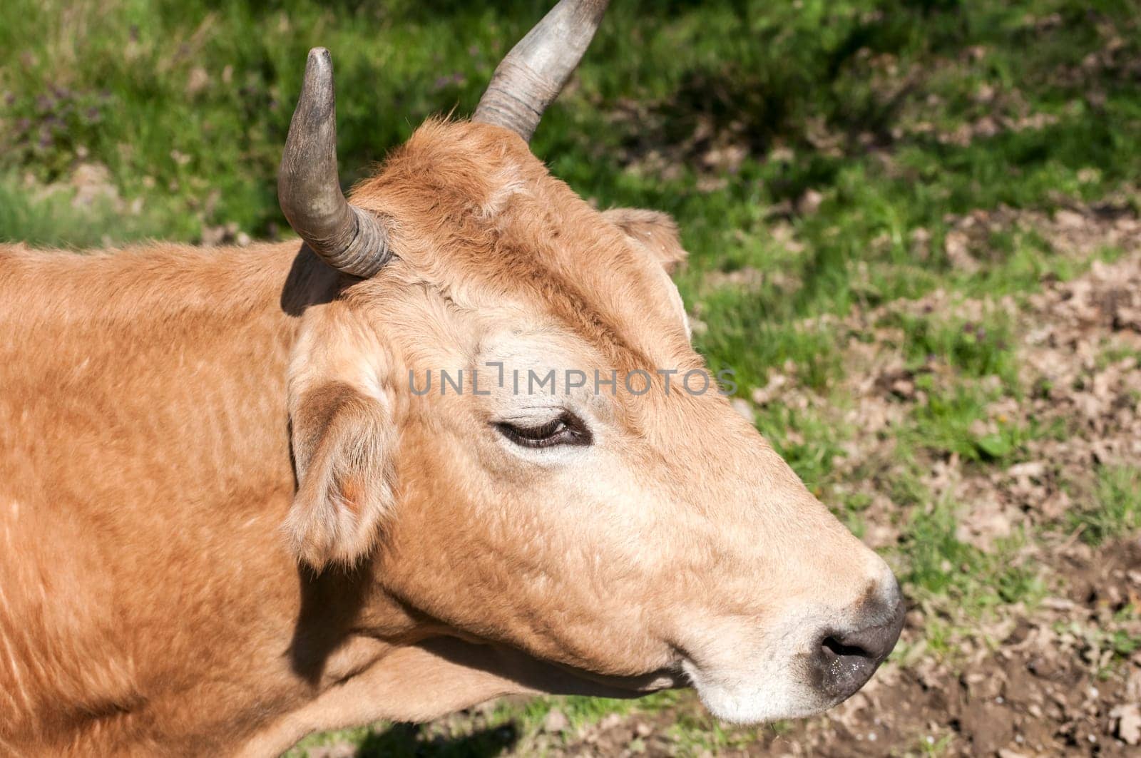 Head of cow closeup on rural background