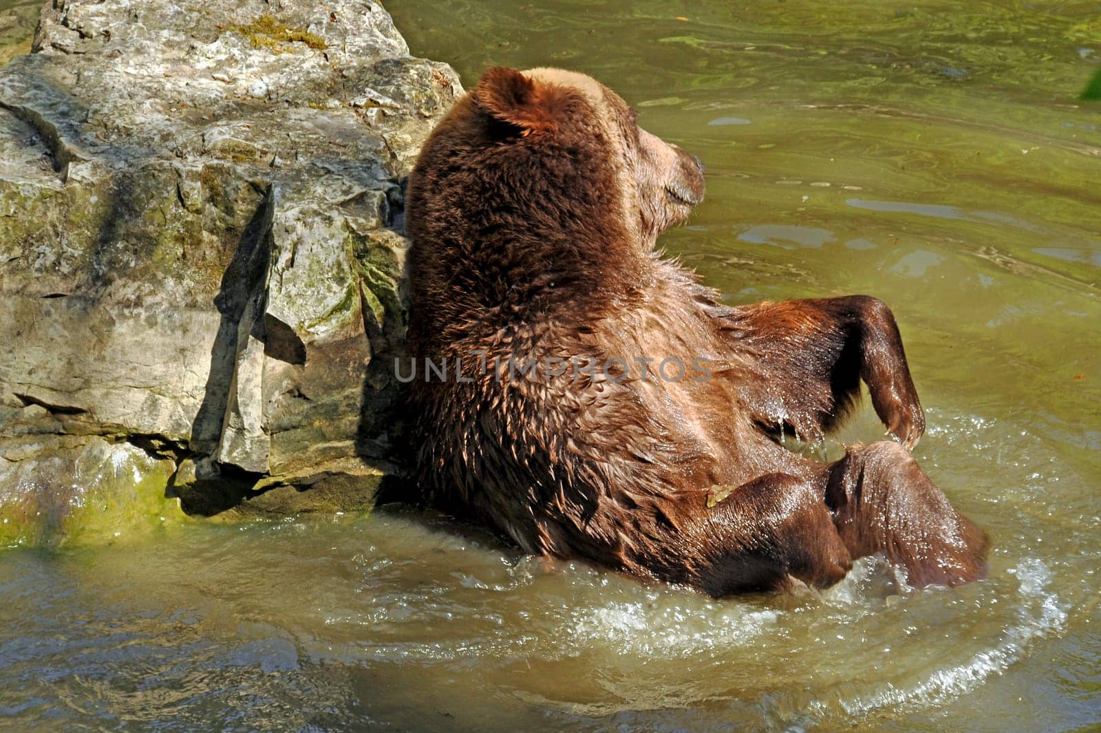 Brown bear