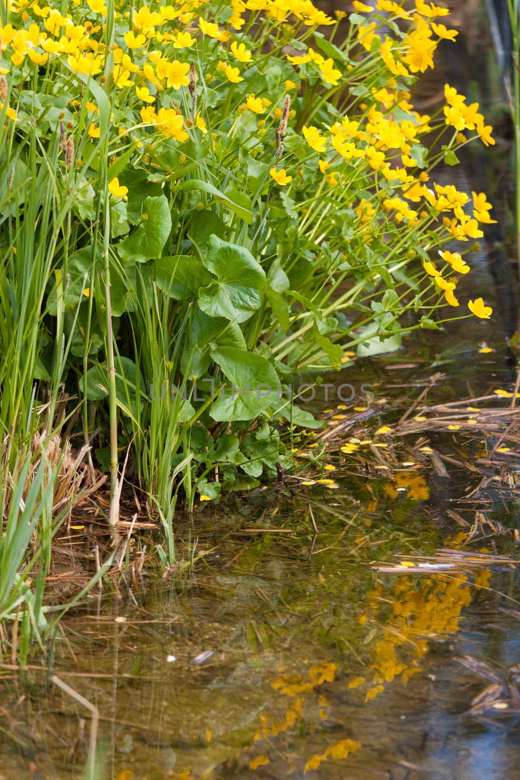 Yellow flowers on the edge of a pond