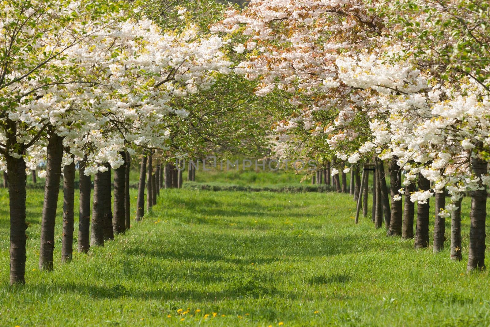 Flowering cherry trees in a plantation