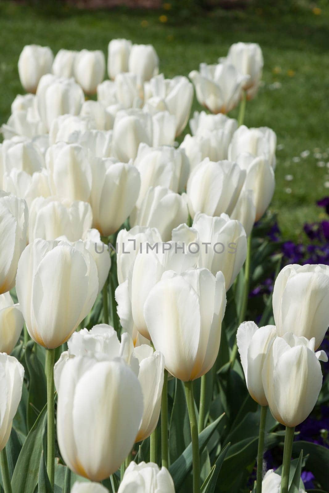 White tulips in a bed in the park