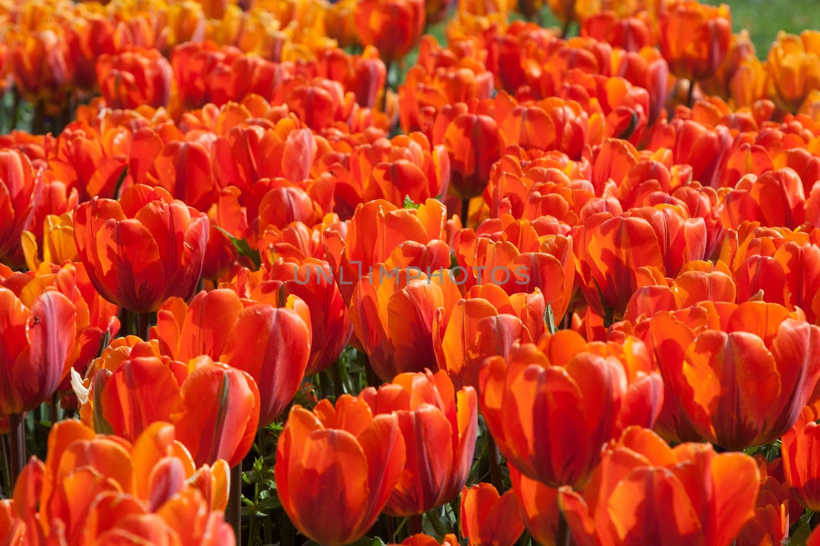 Orange tulips in a bed in the park