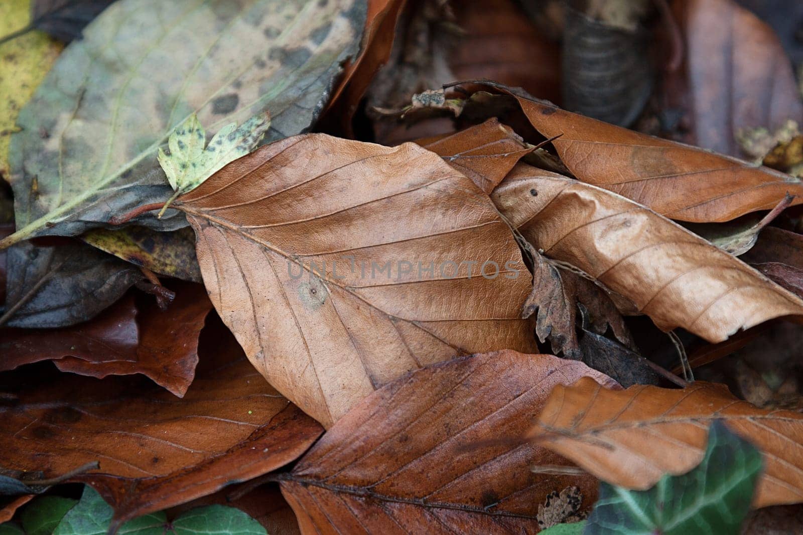 Brown autumn leaves on the ground with other leaves