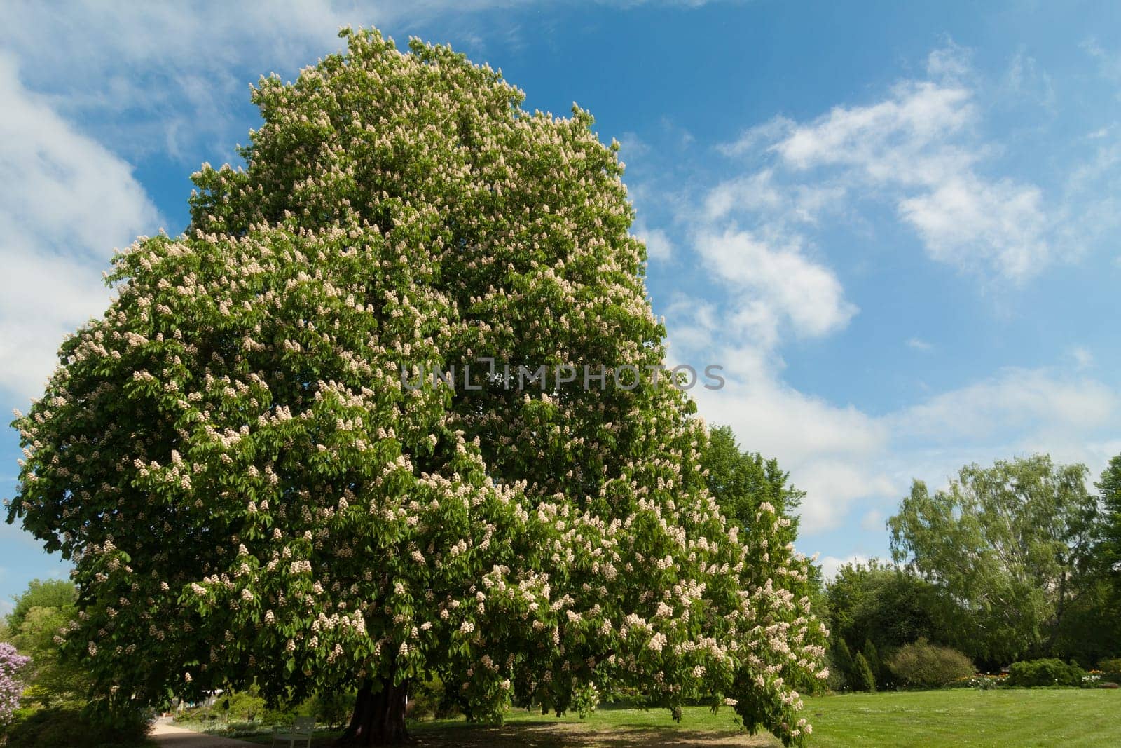 Large chestnut tree in the park in full bloom
