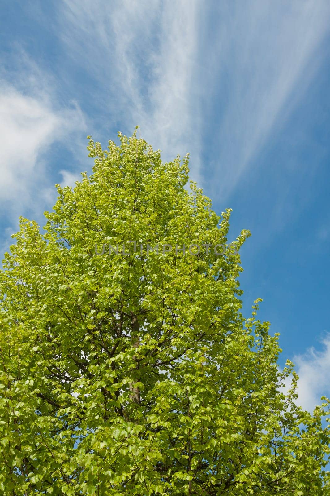 Upper part of a lime tree with blue sky