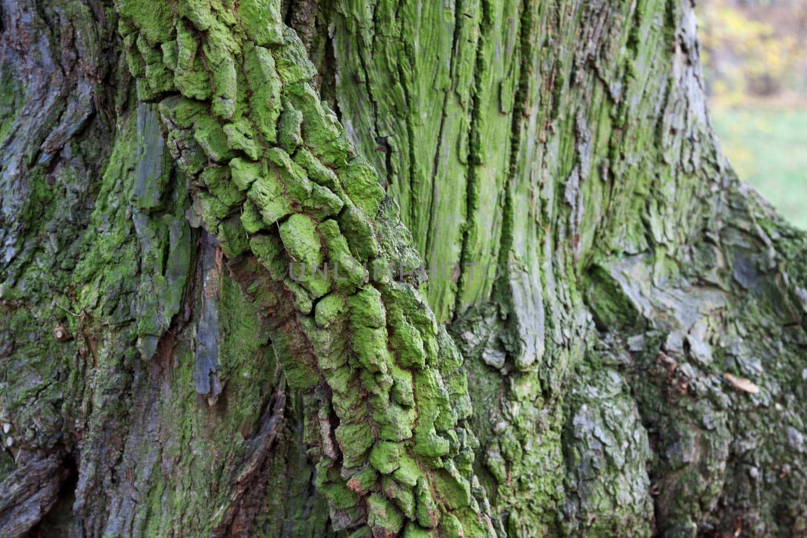 Green discolored bark of a tree trunk