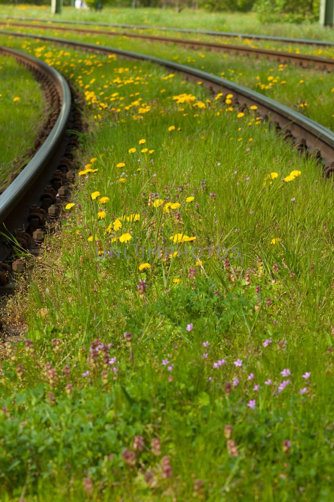 Dandelion flowers between the tracks of the tram