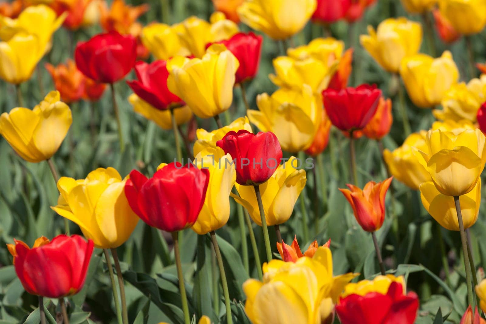 Red,yellow and orange tulips in a bed