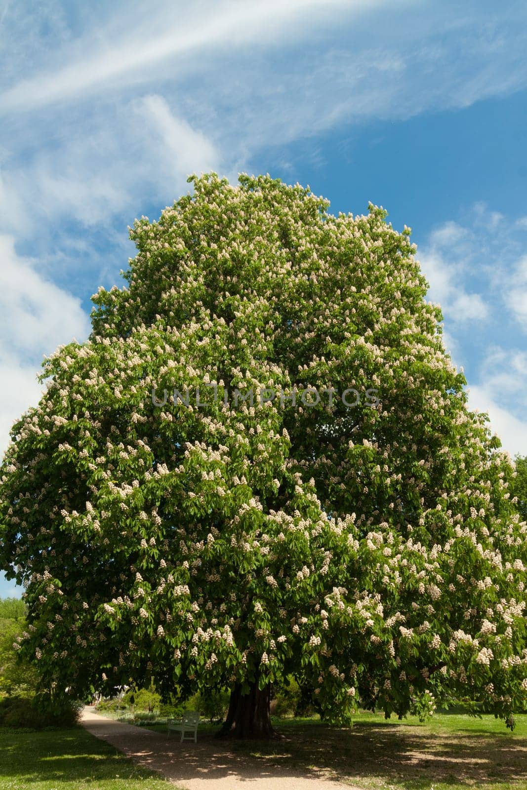 Large chestnut tree in the park in full bloom