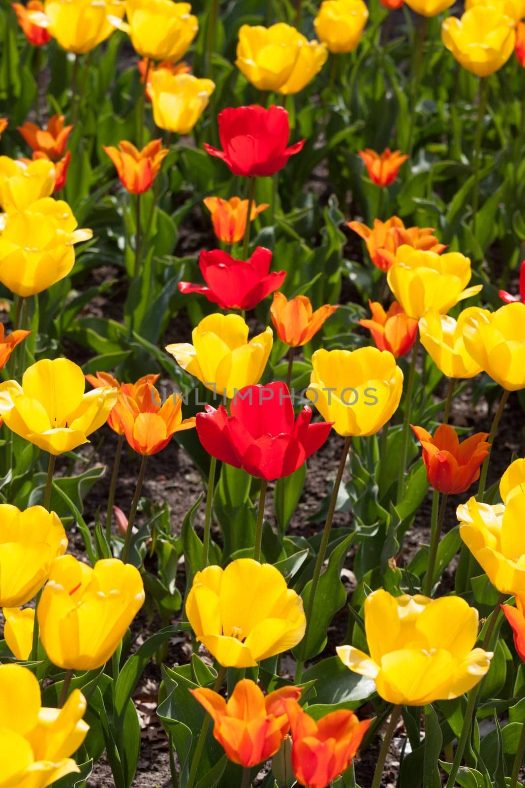 Red,yellow and orange tulips in a bed