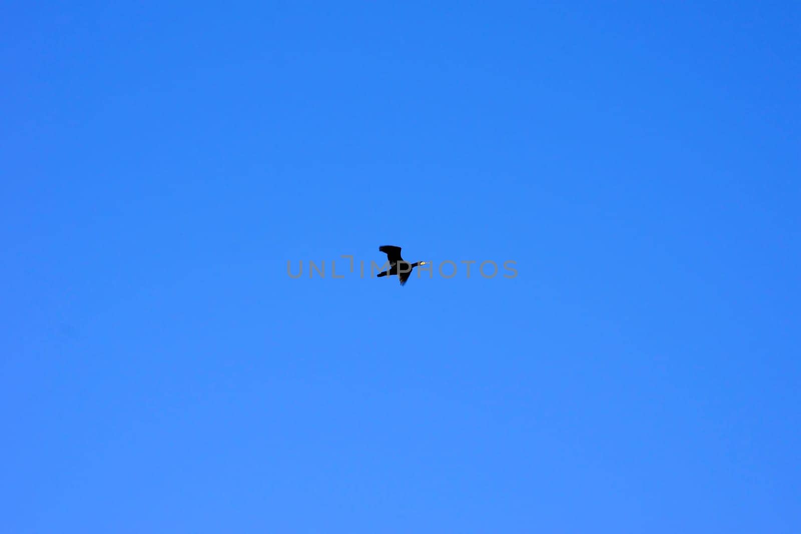 The photograph of a cormorant flying over the water.