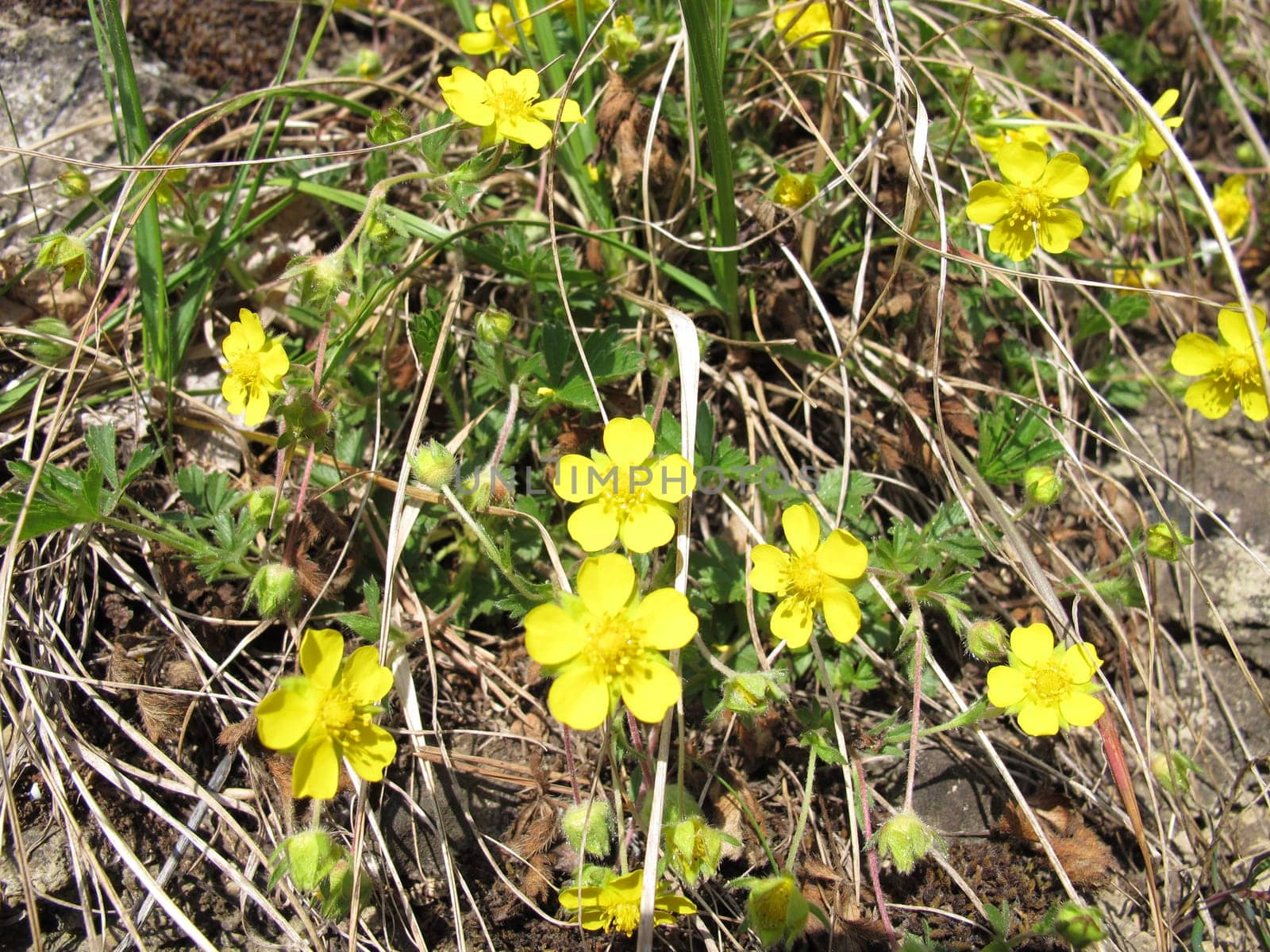 Flowering Spring Fingerwort