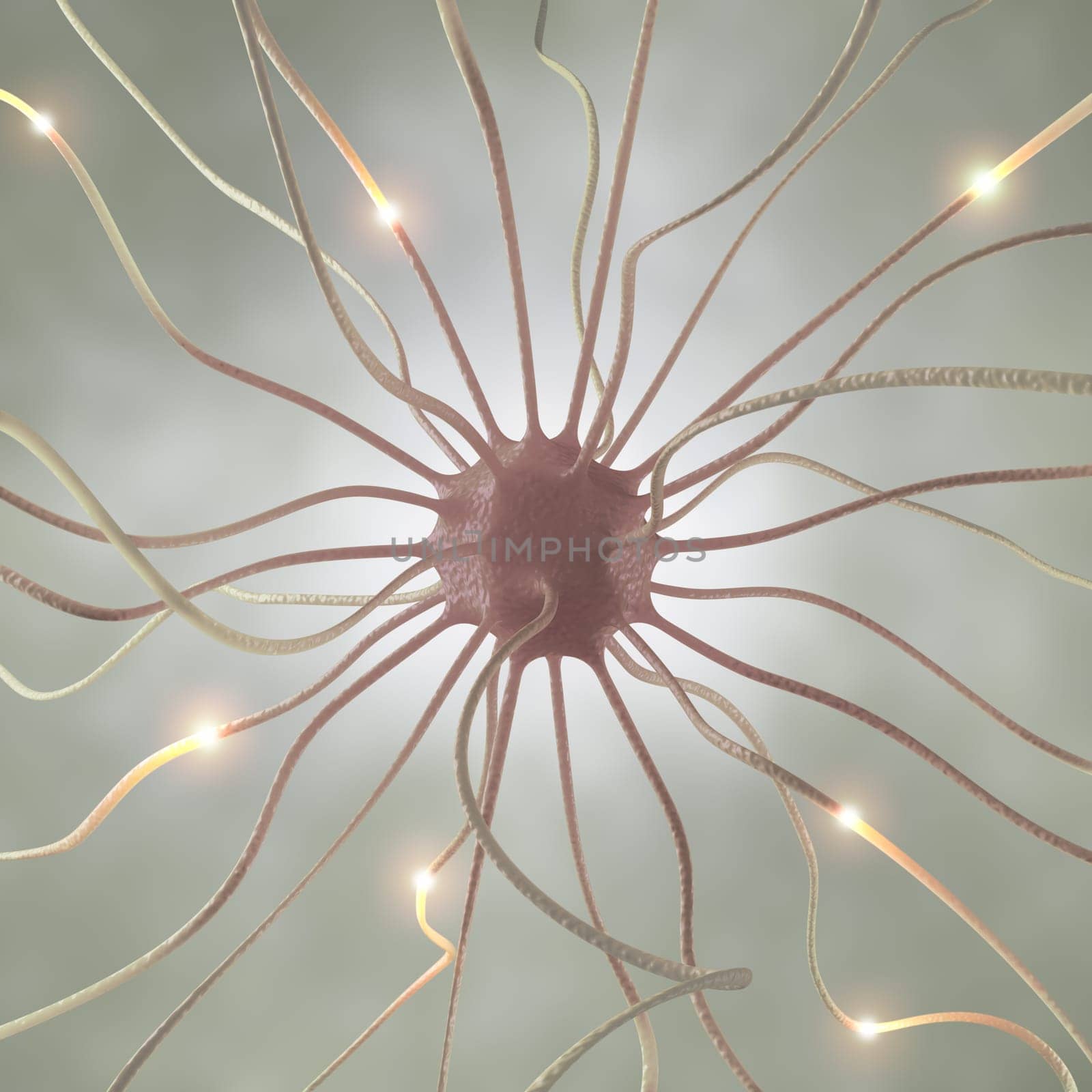 Interconnected neurons transferring information with electrical pulses.