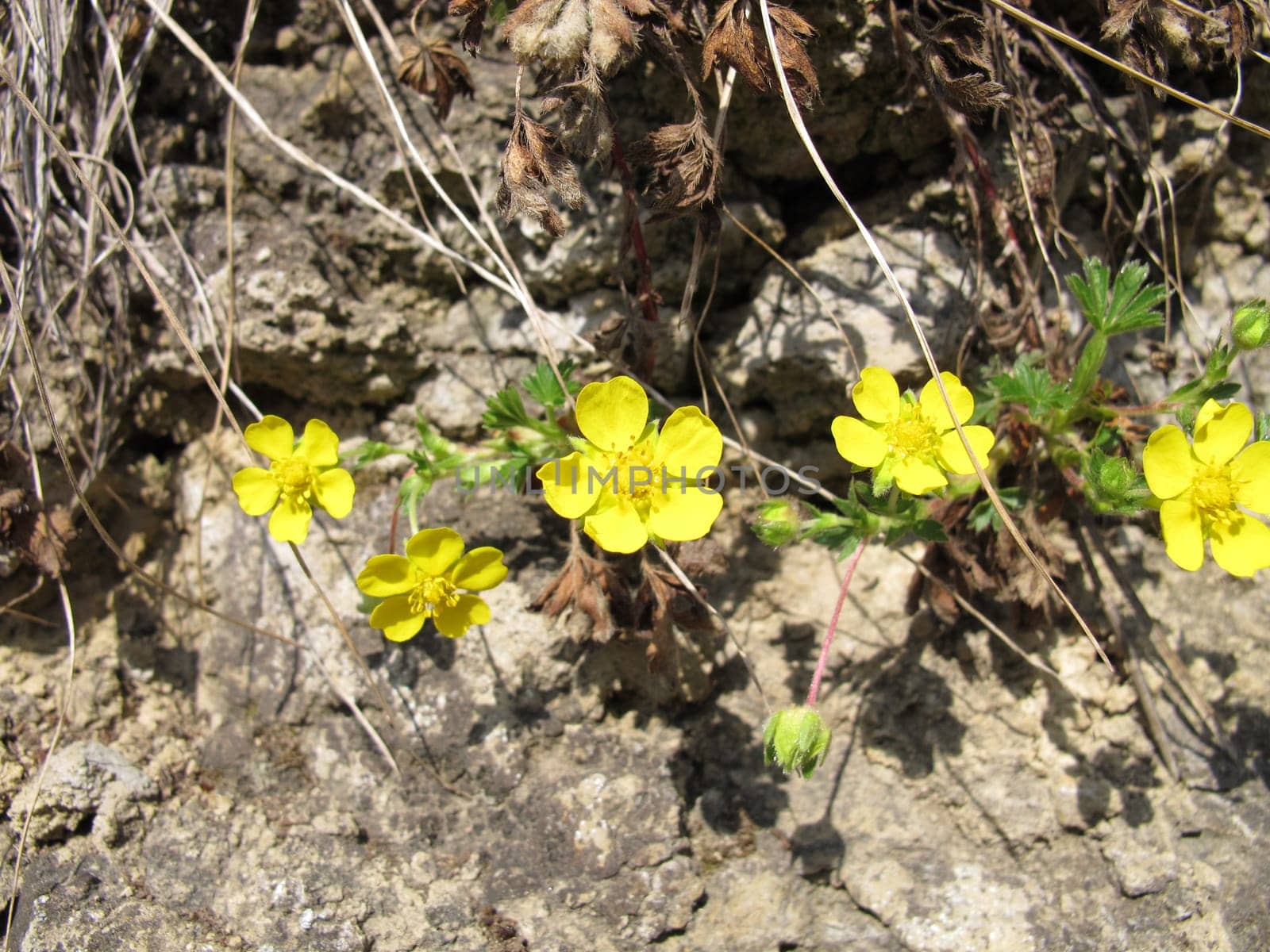 Flowering Spring Fingerwort