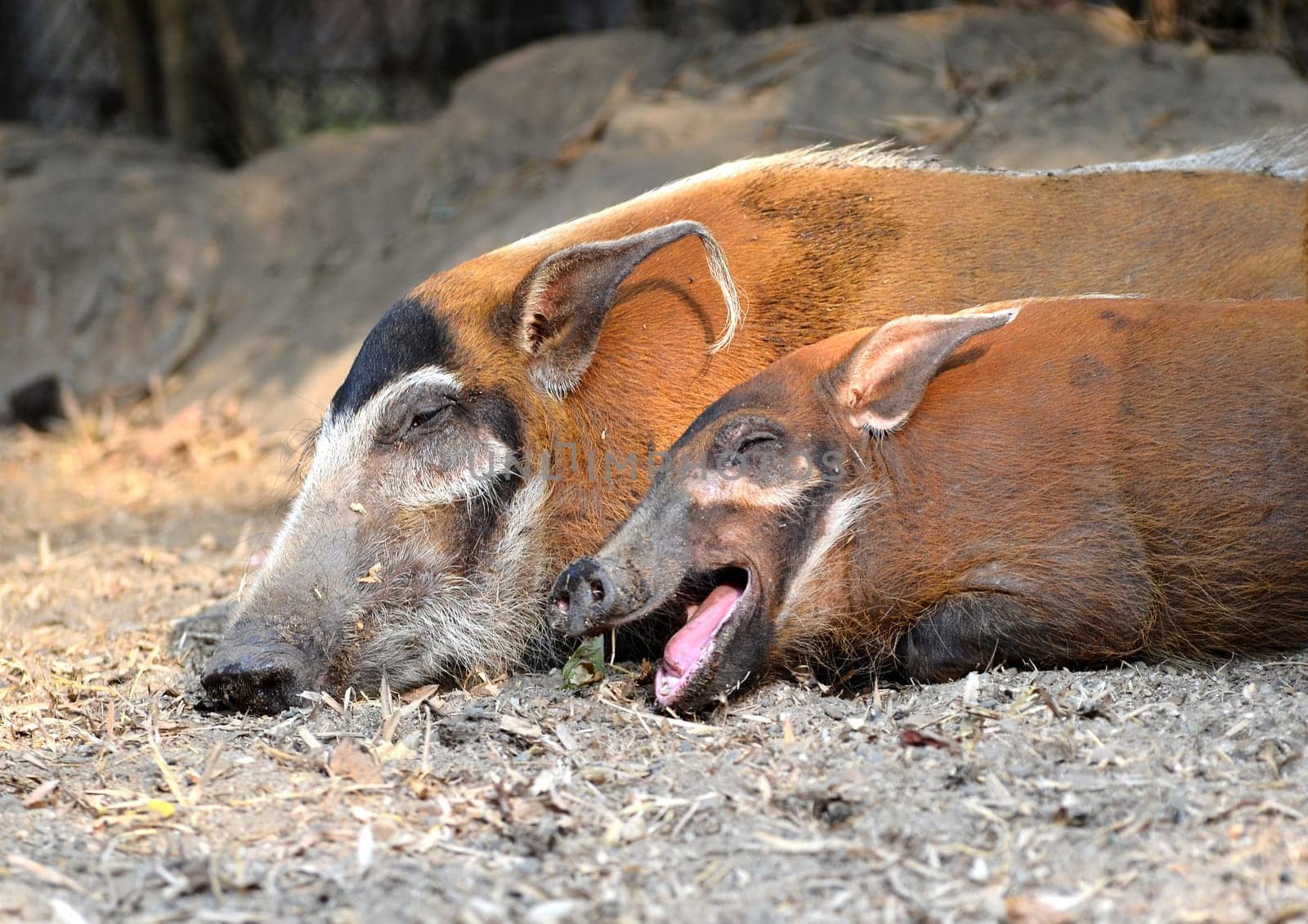 red river hog ( Potamochoerus porcus )