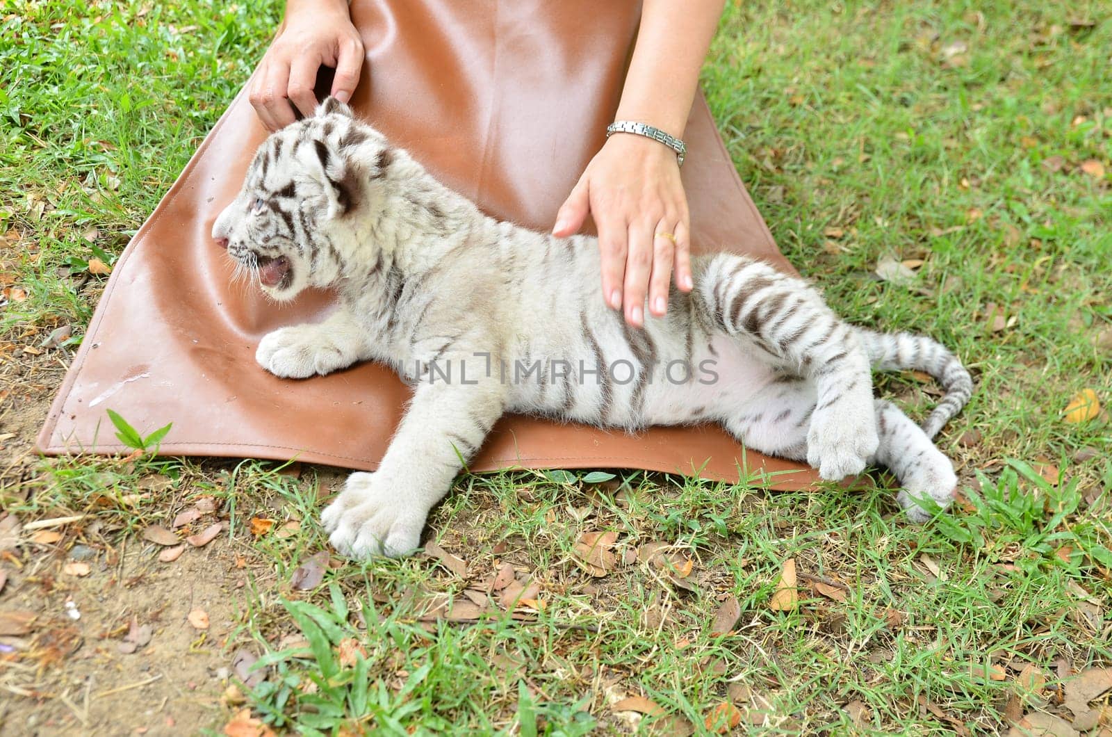 zookeeper take care and feeding baby white tiger