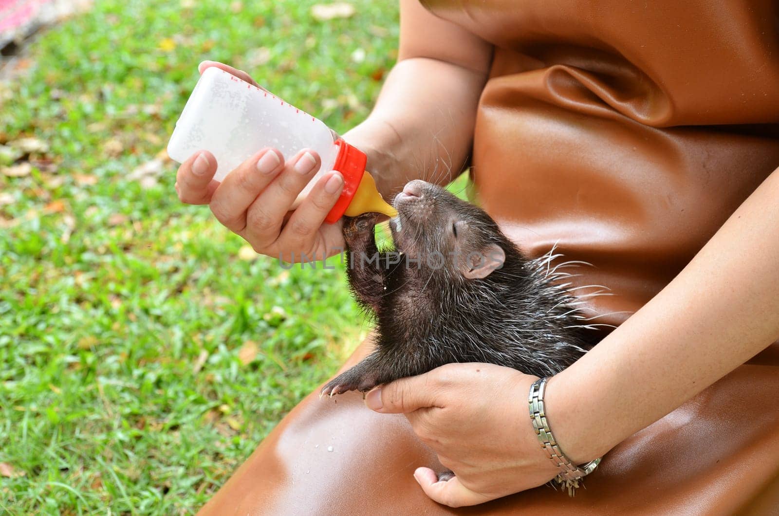 zookeeper take care and feeding baby porcupine
