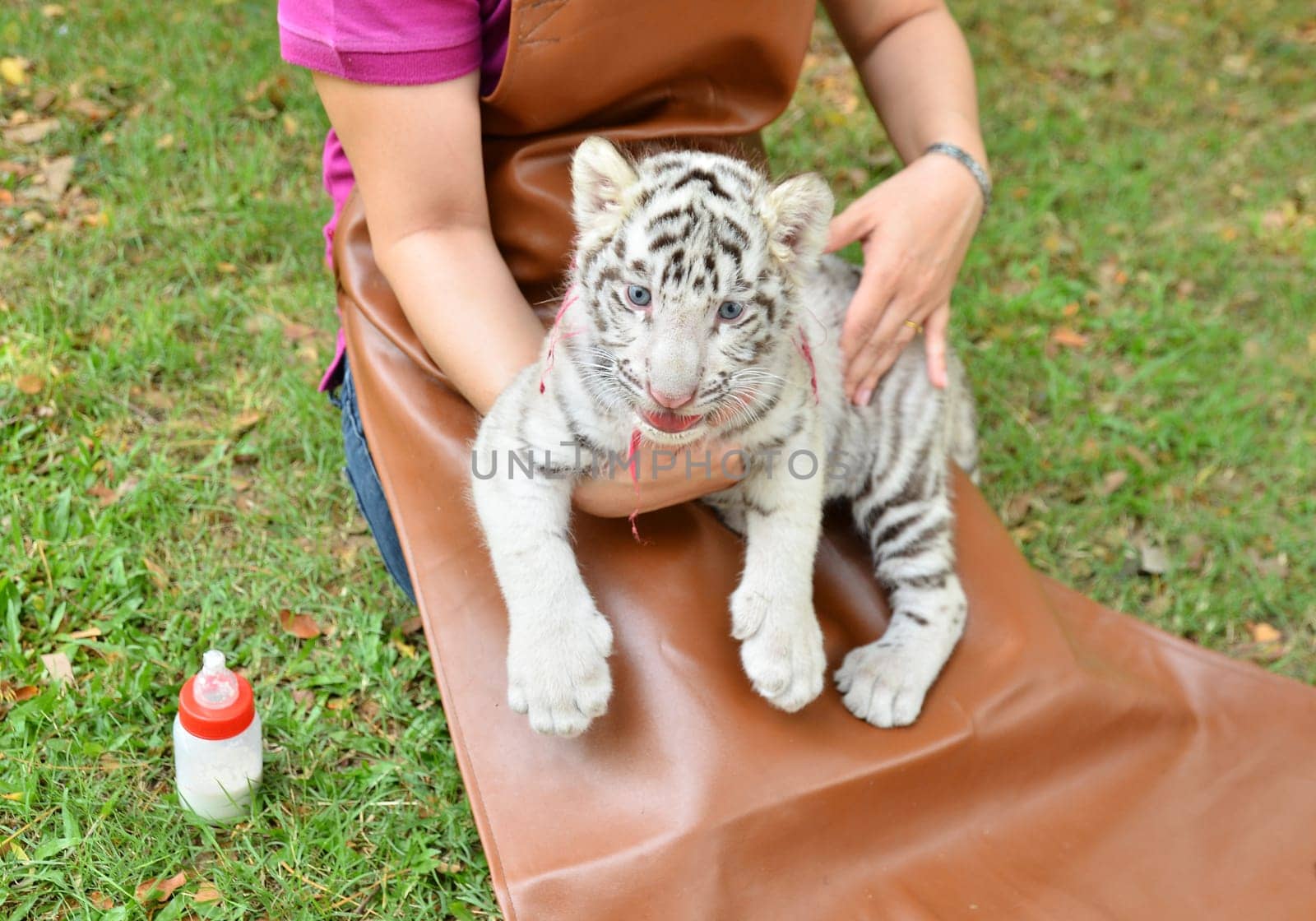 zookeeper take care and feeding baby white tiger