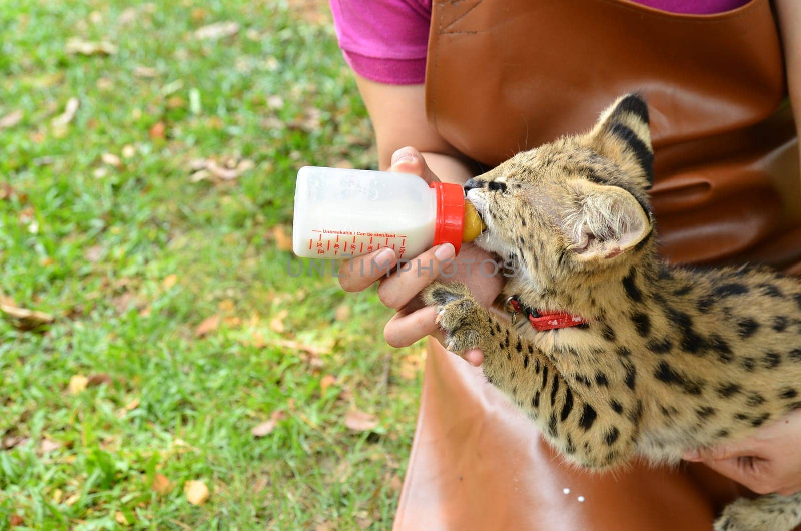 zookeeper take care and feeding baby serval