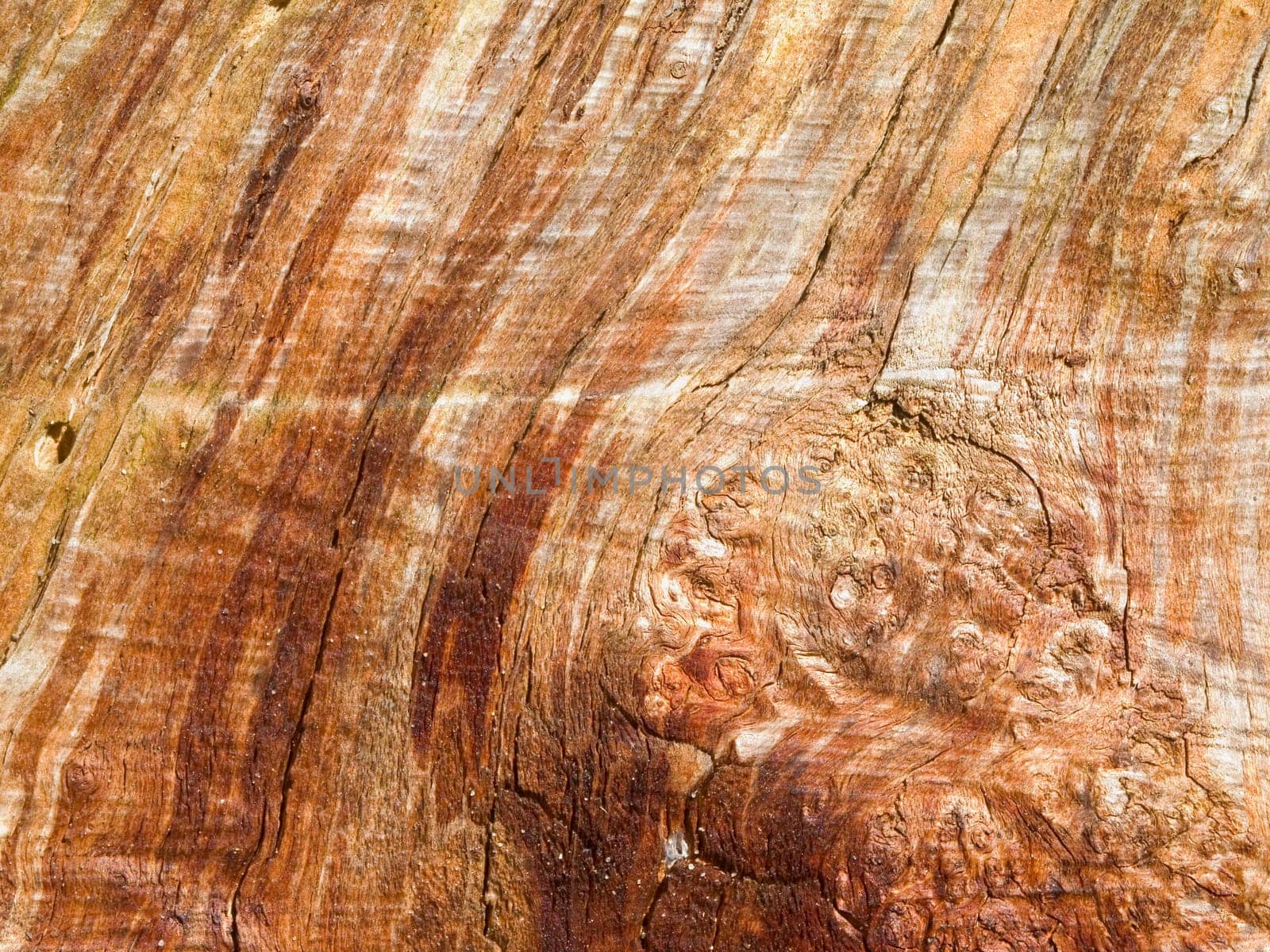 format-filling page view on an old and barkless tree stump